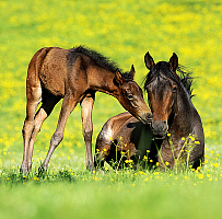 Kalendár Horses 4