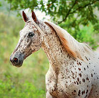 Kalendár Horses 9