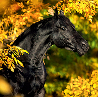 Kalendár Horses 11